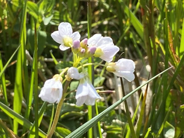 witte bloemen