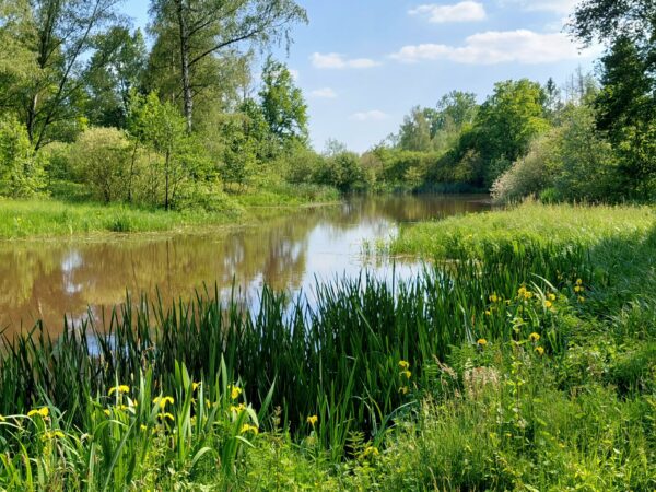 Laakvalleien: Roostvijvers