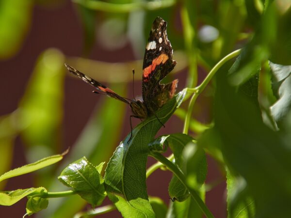 Vlinder in bos